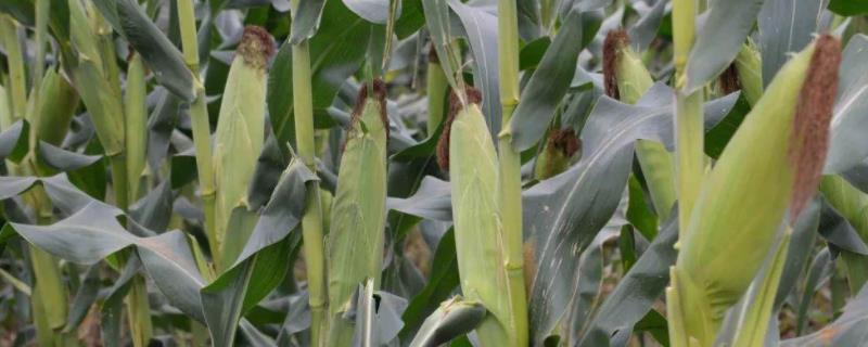 联农106玉米种子介绍，适宜播种期4月下旬—5月上旬