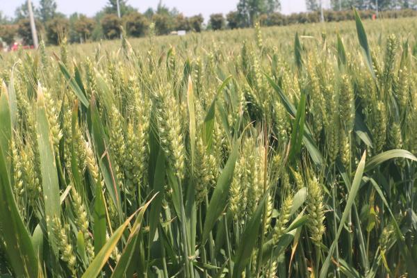 X294小麦品种的特性，4月下旬至5月上旬播种