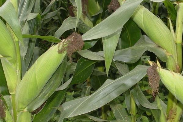 天翊16玉米品种简介，适宜播种期4月下旬—5月上旬