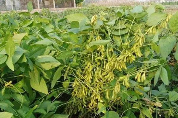 蒙豆160大豆种子特征特性，中低肥力地块亩保苗0—1万株