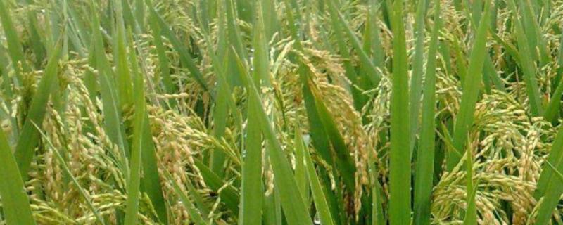 鸿源144水稻种子特点，常规粳型水稻品种