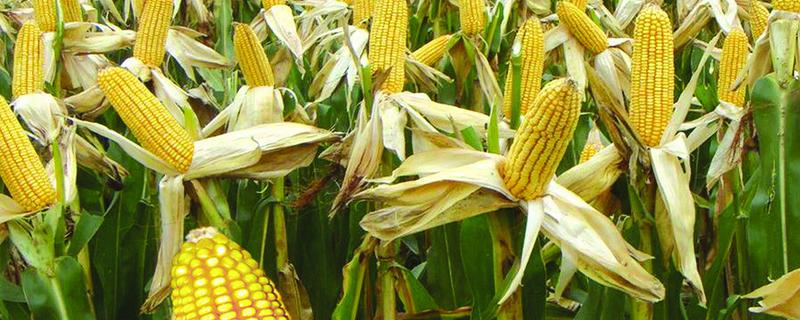 禾玉糯229玉米种子简介，适宜在肥力中上等的地块种植