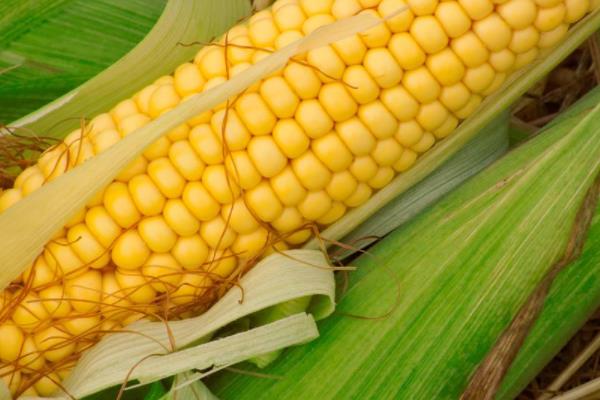 金玉1483玉米品种的特性，适宜在肥力中上等的地块种植
