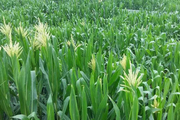 GK3500玉米种子特点，适宜在肥力中上等的地块种植