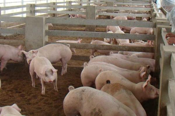 未来3-5年养猪行业的前景，可能会进入持续盈利期