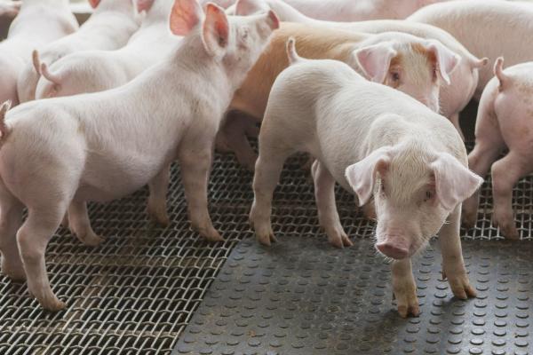 未来3-5年养猪行业的前景，可能会进入持续盈利期