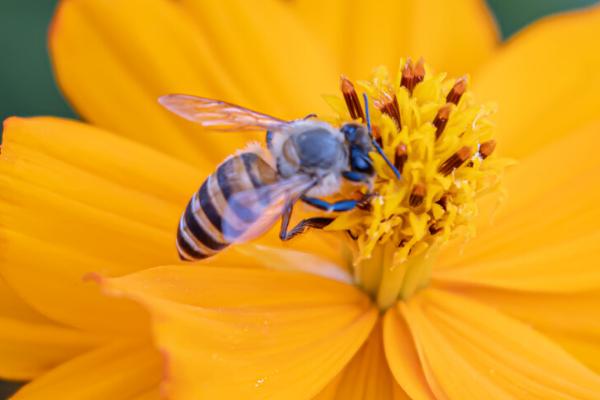 蜜蜂采蜜的原因，采蜜是为了存储食物