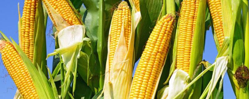 嘉隆377玉米种子特征特性，中抗穗腐病