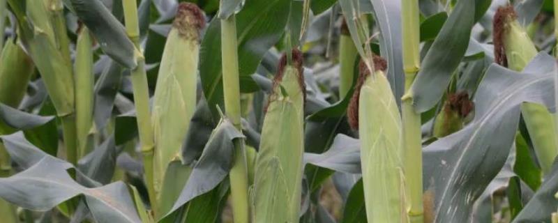 宏硕A023玉米种子特点，注意防治穗腐病