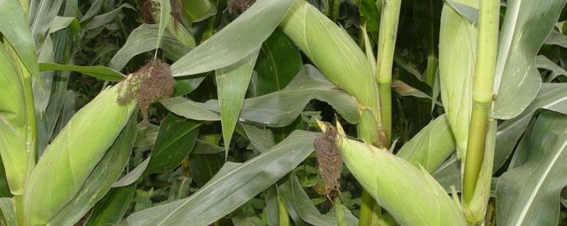 GZ1958玉米种子特征特性，适宜在肥力中上等的地块种植