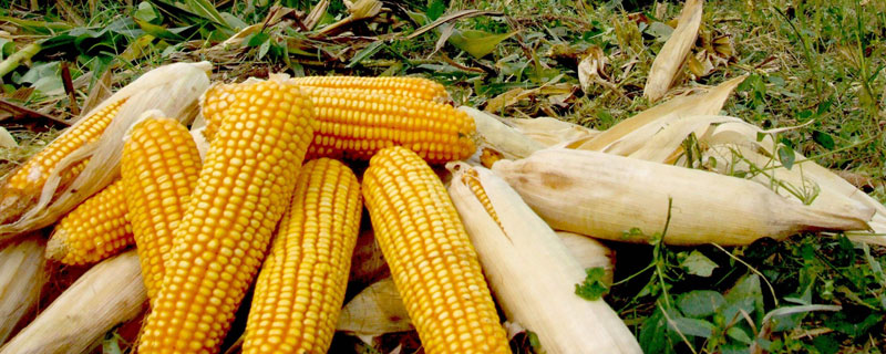 TLY201玉米种子特征特性，高抗茎腐病