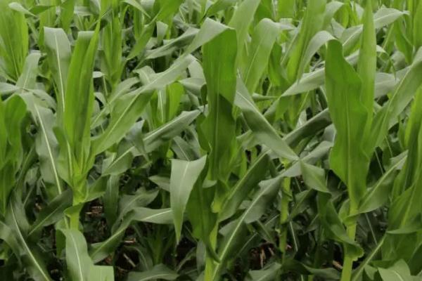 中兴11玉米品种简介，适宜在肥力中上等的地块种植