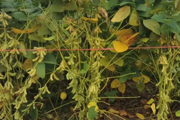 铁鲜豆14大豆种子简介，及时防治病虫草害