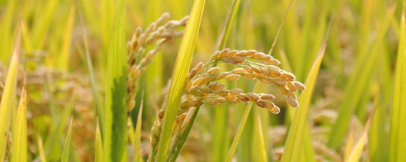 天隆优717水稻种子介绍，粳型杂交水稻品种
