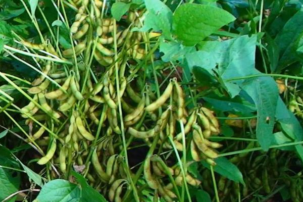 铁豆120大豆品种的特性，中等以上肥力地块上种植