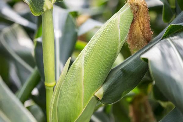黄糯519玉米种子简介，4月下旬至5月上旬播种