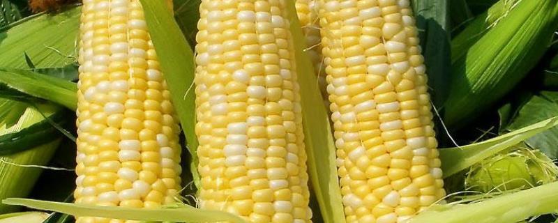 黄糯519玉米种子简介，4月下旬至5月上旬播种