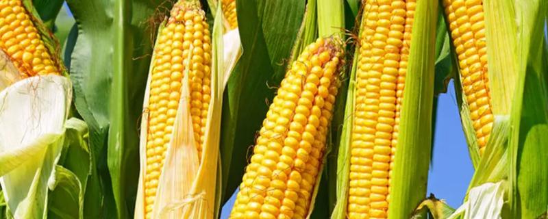 T1209玉米种子介绍，中熟品种