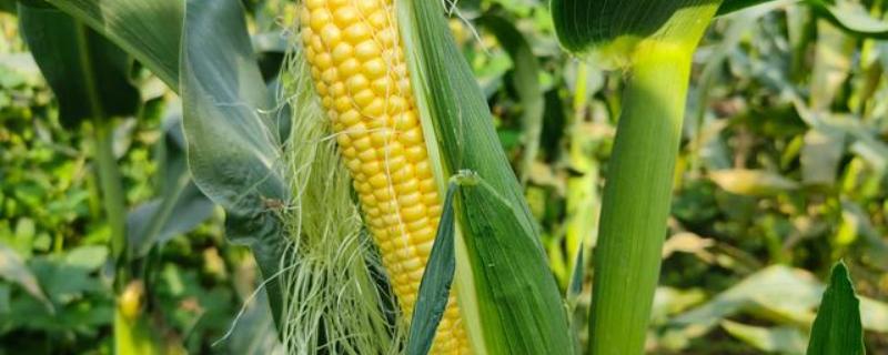 龙雨66玉米品种简介，中等肥力以上地块栽培