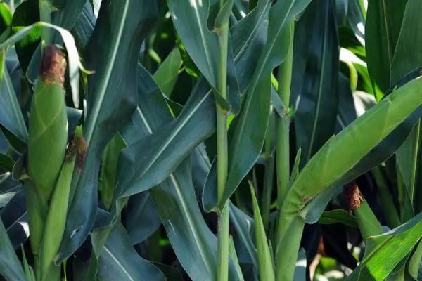 易欧得398玉米品种的特性，4月下旬至5月上旬播种
