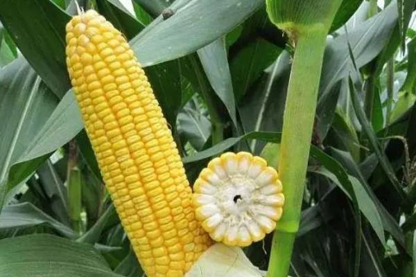 易欧得398玉米品种的特性，4月下旬至5月上旬播种