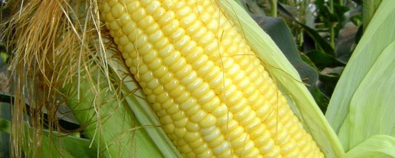 T618玉米品种简介，注意防治大斑病