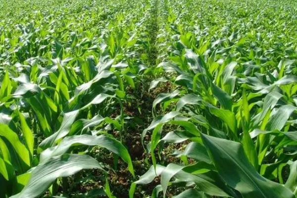 烁源165玉米品种的特性，4月下旬至5月上旬播种