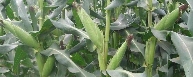 禾鑫13玉米品种简介，高抗茎腐病