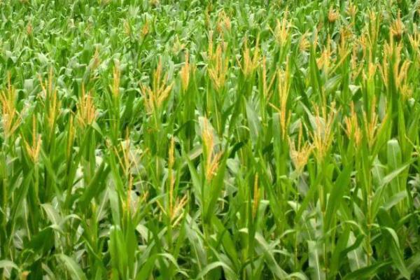 公单329玉米品种的特性，中等肥力以上地块栽培
