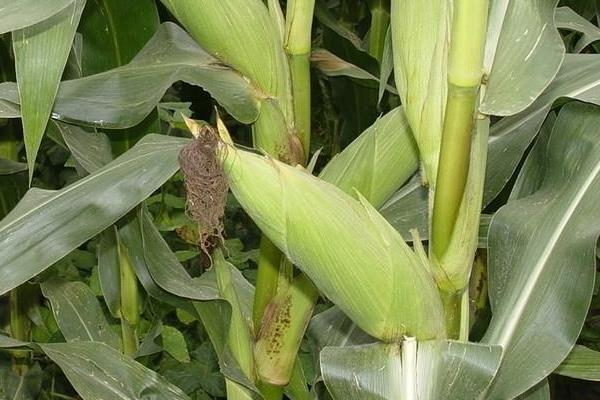 科泰909玉米种子特征特性，中熟品种