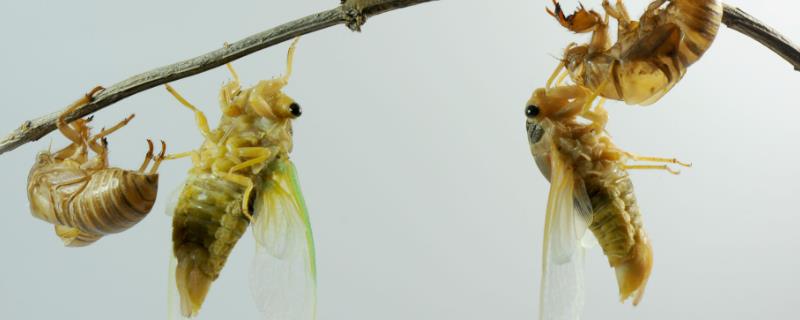 金蝉人工养殖技术，养殖金蝉的同时也要养树