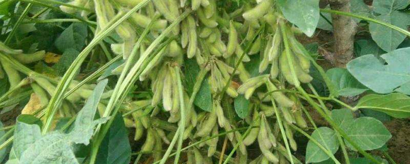 通农205大豆种子特点，注意防治大豆蚜虫