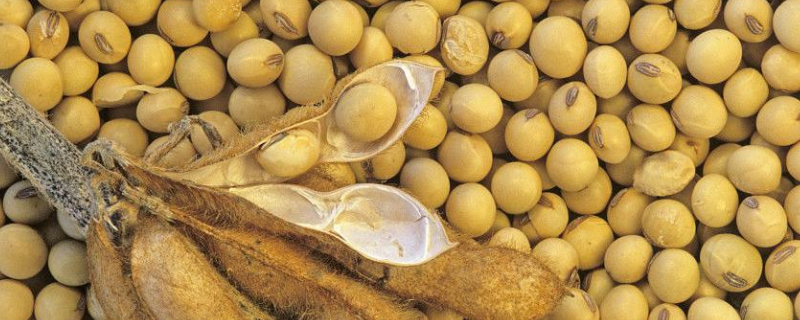 惠农5号大豆品种简介，一般5月上中旬播种