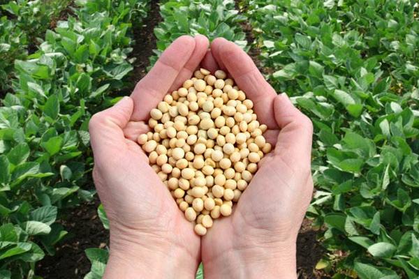 惠农5号大豆品种简介，一般5月上中旬播种