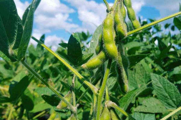 吉黑14大豆种子简介，出苗至成熟平均118天