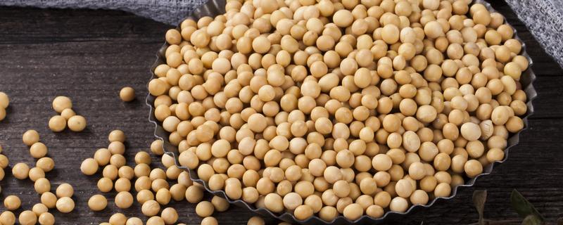 吉黑14大豆种子简介，出苗至成熟平均118天