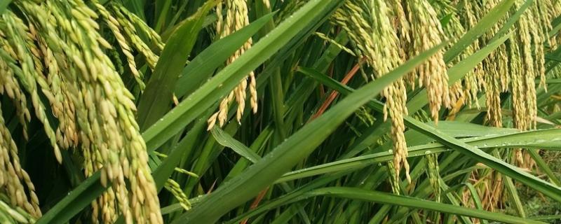 吉粳585水稻种简介，7月上中旬注意防治二化螟