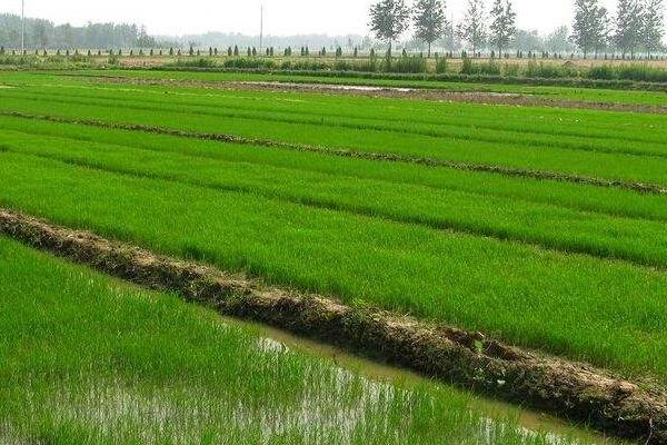 九稻231水稻品种的特性，中熟品种