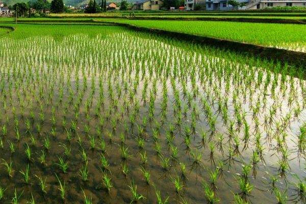 东稻607水稻种子介绍，生育期间注意及时防治稻瘟病