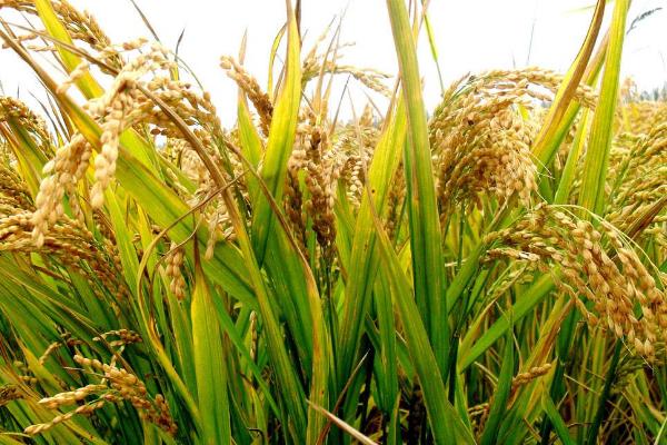 吉大186水稻种简介，4月中旬播种