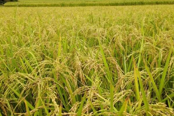 吉农大593水稻品种的特性，中早熟品种