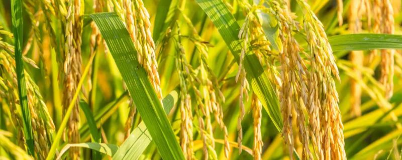 庆林175水稻种子简介，7月上中旬注意防治二化螟