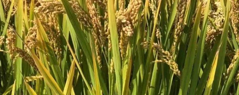 吉稻2号水稻品种简介，叶瘟表现中抗