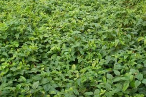 吉育2101大豆种子特征特性，注意防治大豆蚜虫