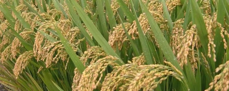 珍宝香12水稻种子特征特性，该品种主茎11片叶
