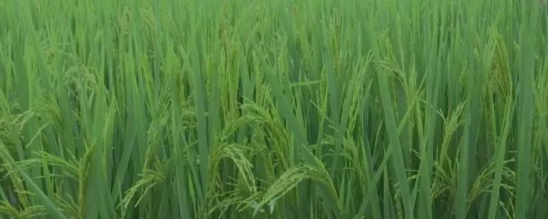 稼禾10号水稻种子介绍，该品种主茎11片叶