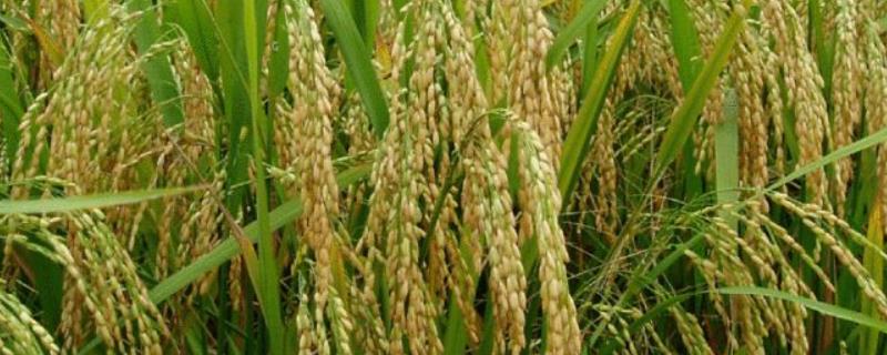 唯农237水稻种子简介，香稻品种
