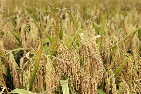 禾兴稻203水稻种子特点，普通粳稻品种