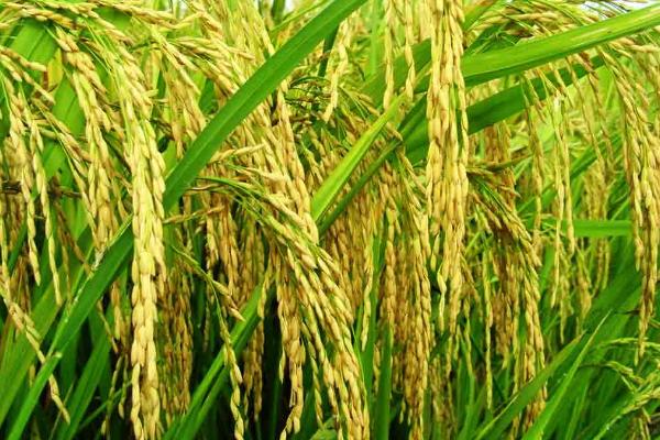 绥原1号水稻品种的特性，香稻品种