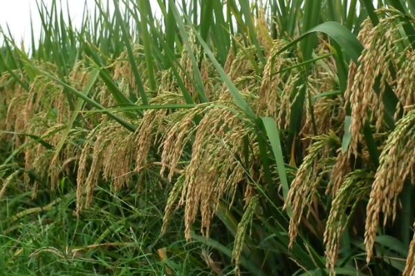 巨基12号水稻种子特点，香稻品种